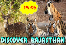 Discover Rajasthan Tour